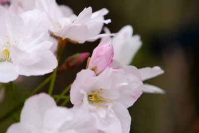 Prunus serrulata 'Amanogawa' - višeň pilovitá - pupen